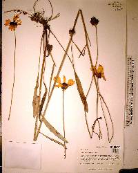 Coreopsis floridana image