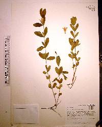 Dyschoriste oblongifolia image