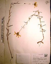 Phoebanthus grandiflorus image