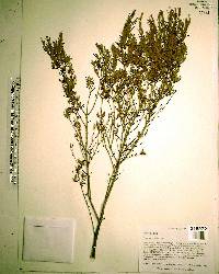 Hypericum nitidum image