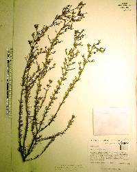 Hypericum brachyphyllum image