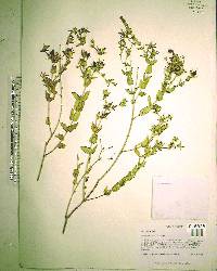 Hypericum myrtifolium image