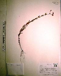 Hypericum cistifolium image