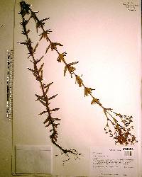 Hypericum cistifolium image