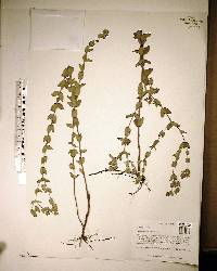 Hypericum tetrapetalum image