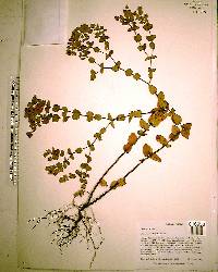 Hypericum tetrapetalum image