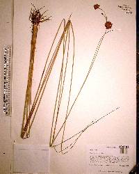 Rhynchospora tracyi image