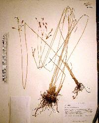 Fimbristylis caroliniana image