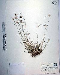 Rhynchospora chapmanii image