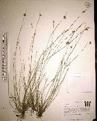 Eleocharis geniculata image