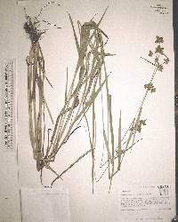 Fuirena breviseta image