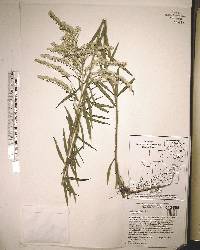 Solidago tortifolia image