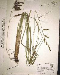 Carex glaucescens image