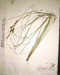 Carex glaucescens image