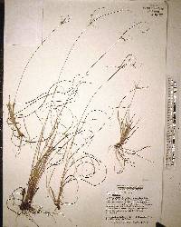 Cyperus nashii image