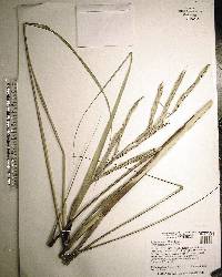 Spartina alterniflora image