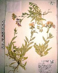 Phlox drummondii image