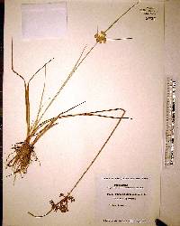 Cyperus surinamensis image