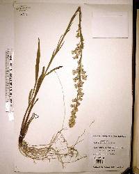 Solidago stricta image