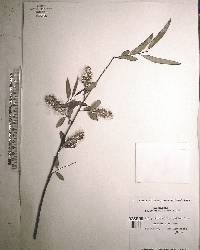 Salix caroliniana image