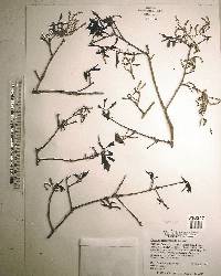 Quercus hemisphaerica image