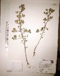 Melilotus indica image