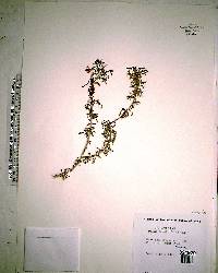 Lycium carolinianum image