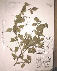 Ilex ambigua image