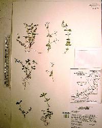 Galium pilosum image