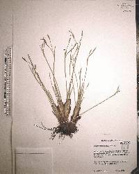 Sisyrinchium nashii image