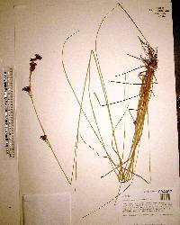 Rhynchospora microcarpa image