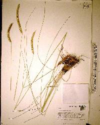 Ctenium aromaticum image