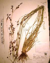 Rhynchospora microcarpa image