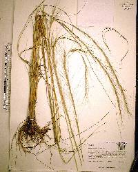 Aristida palustris image