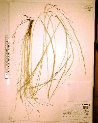 Aristida stricta image