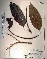 Michelia champaca image