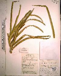 Cycas guizhouensis image