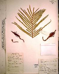 Cycas guizhouensis image