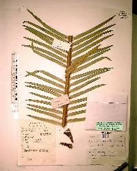 Cycas panzhihuaensis image