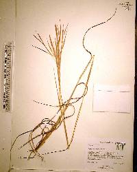 Andropogon longiberbis image