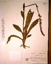 Spiranthes odorata image