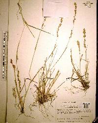 Eragrostis secundiflora image