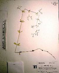 Galium pilosum image