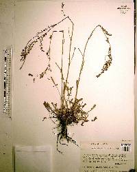 Rumex hastatulus image