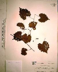 Vitis rotundifolia image