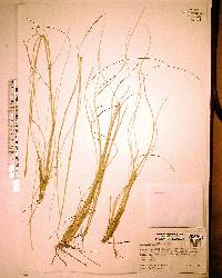 Aristida stricta image