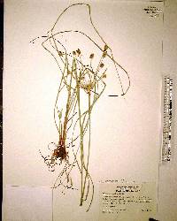 Cyperus retrorsus image