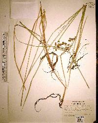 Scirpus cubensis image