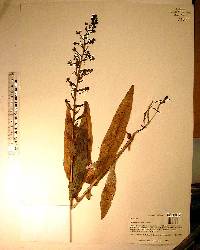 Habenaria floribunda image