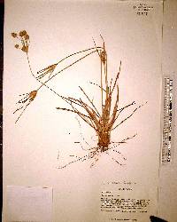 Fimbristylis castanea image